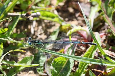 <i>Platycnemis pennipes</i>