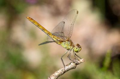 <i>Sympetrum meridionale</i>