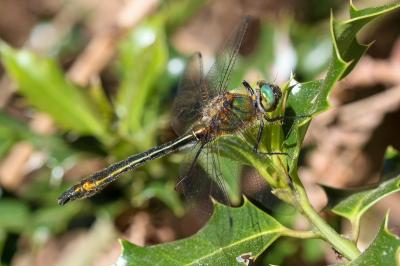 <i>Cordulia aenea</i>
