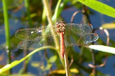 <i>Sympetrum meridionale</i>