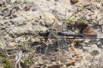 <i>Orthetrum cancellatum</i>