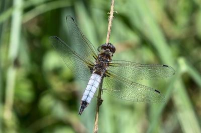 <i>Libellula fulva</i>