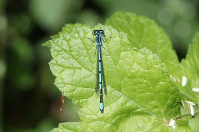 <i>Coenagrion puella</i>