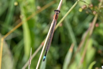 <i>Ischnura elegans</i>