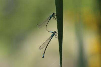 <i>Ischnura elegans</i>