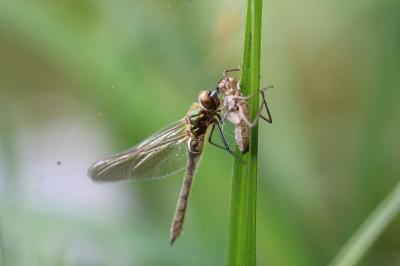 <i>Cordulia aenea</i>