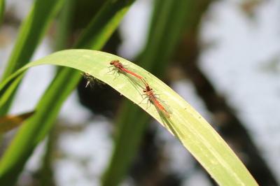 <i>Pyrrhosoma nymphula</i>