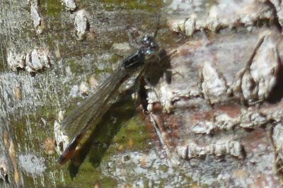 <i>Ischnura elegans</i>