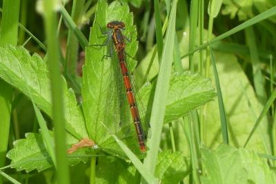 <i>Pyrrhosoma nymphula</i>