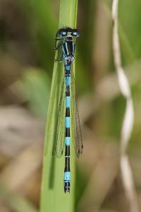 <i>Coenagrion mercuriale</i>