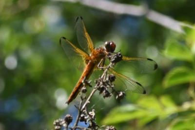 <i>Libellula fulva</i>
