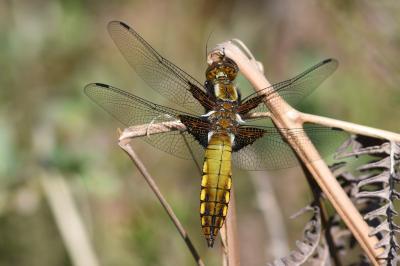 <i>Libellula depressa</i>
