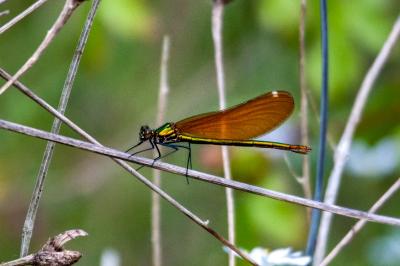 <i>Calopteryx virgo</i>