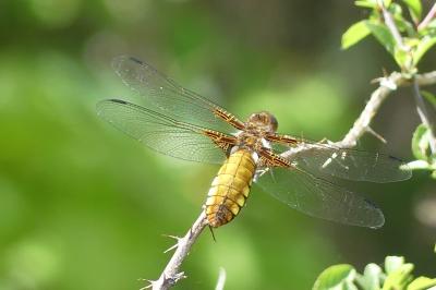 <i>Libellula depressa</i>