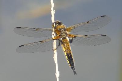<i>Libellula quadrimaculata</i>
