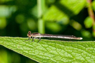 <i>Platycnemis pennipes</i>