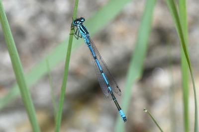 <i>Coenagrion puella</i>
