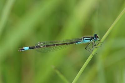 <i>Ischnura elegans</i>