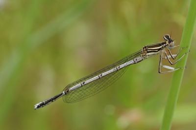 <i>Platycnemis pennipes</i>