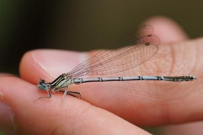 <i>Platycnemis pennipes</i>