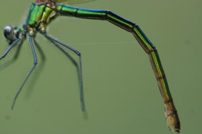 <i>Calopteryx splendens</i>