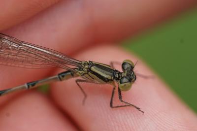 <i>Erythromma lindenii</i>
