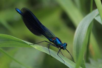 <i>Calopteryx splendens</i>