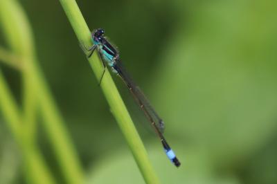 <i>Ischnura elegans</i>