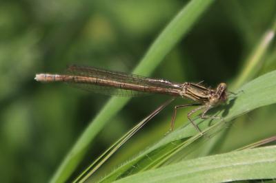 <i>Platycnemis pennipes</i>