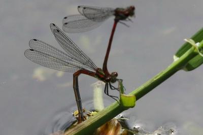 <i>Pyrrhosoma nymphula</i>