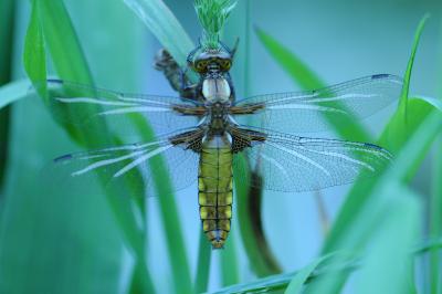 <i>Libellula depressa</i>