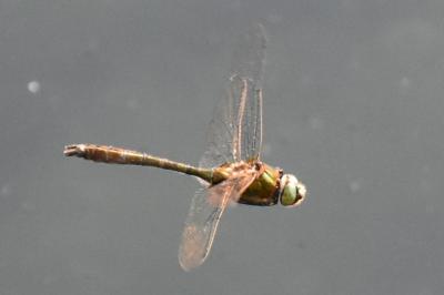 <i>Cordulia aenea</i>