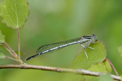 <i>Platycnemis pennipes</i>