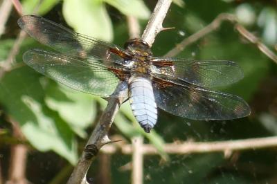<i>Libellula depressa</i>