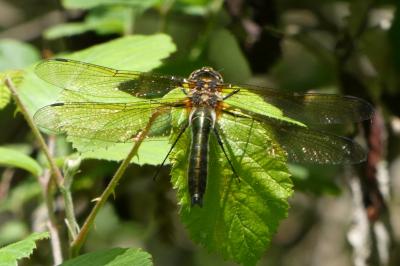 <i>Cordulia aenea</i>