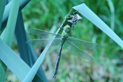 <i>Anax imperator</i>