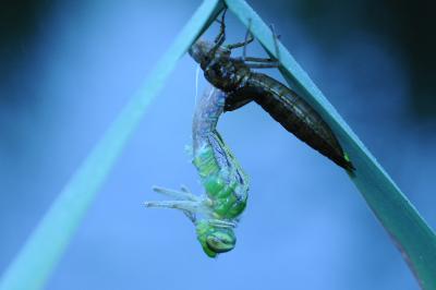 <i>Anax imperator</i>