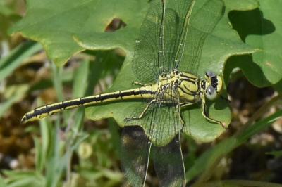 <i>Gomphus pulchellus</i>