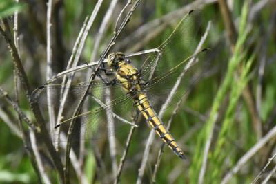 <i>Orthetrum cancellatum</i>