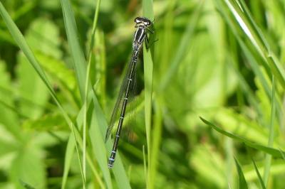 <i>Coenagrion puella</i>