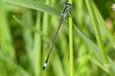 <i>Ischnura elegans</i>