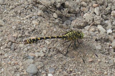 <i>Onychogomphus forcipatus</i>