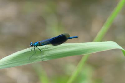 <i>Calopteryx splendens</i>