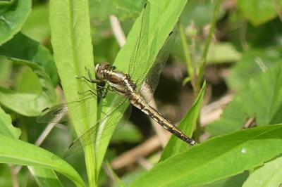 <i>Orthetrum albistylum</i>