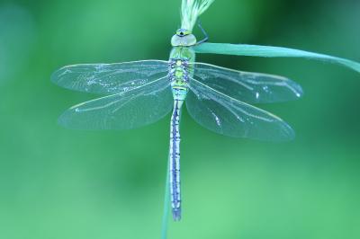 <i>Anax imperator</i>