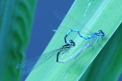 <i>Coenagrion puella</i>