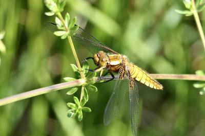 <i>Libellula depressa</i>