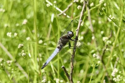 <i>Libellula fulva</i>