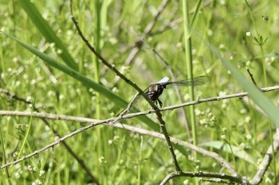 <i>Libellula fulva</i>