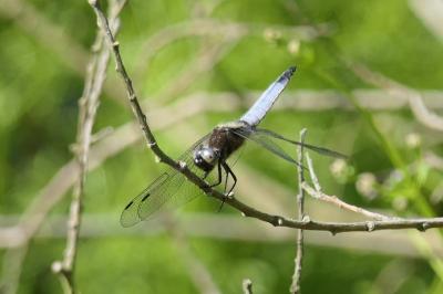 <i>Libellula fulva</i>
